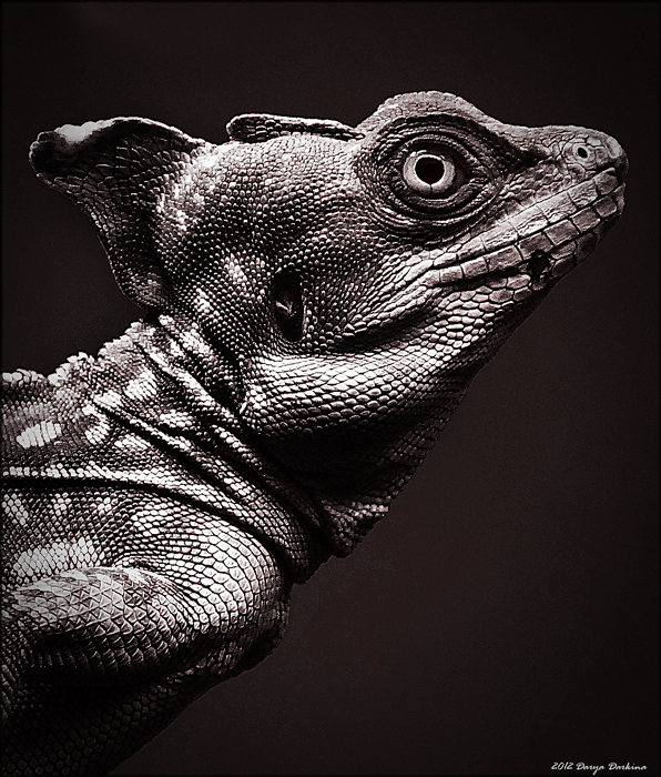 Шлемоносный василиск (Basiliscus basiliscus). потрет, животное, ящерица, дракон, василиск