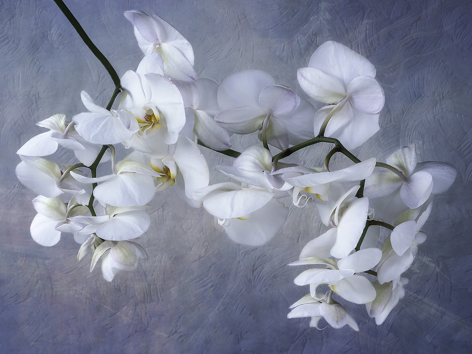 ...Орхидея фаленопсис фото, орхидея фаленопсис
