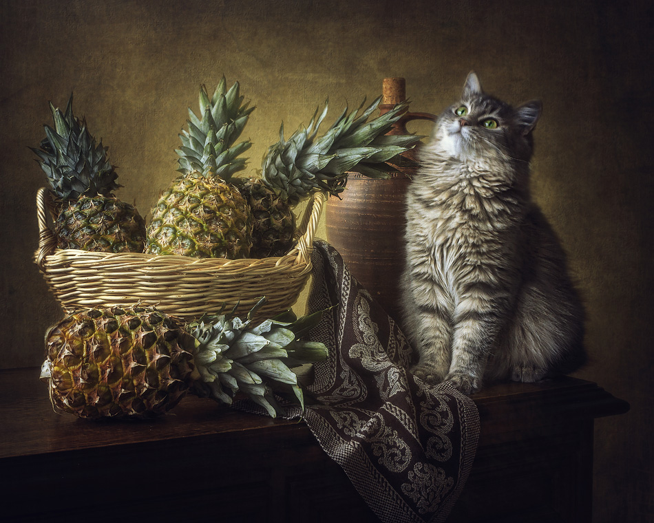 ...Какие большие шишки! фото, корзина, ананасы, кошка масяня
