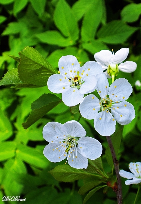 Spring