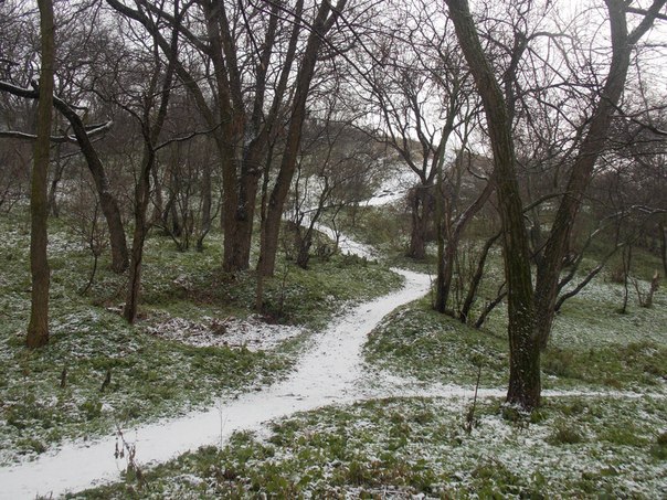 Зимний лес