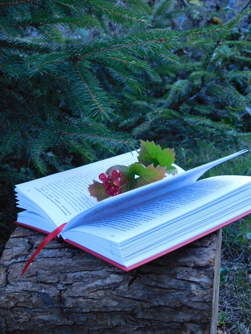 Чтение на природе вечер, книга
