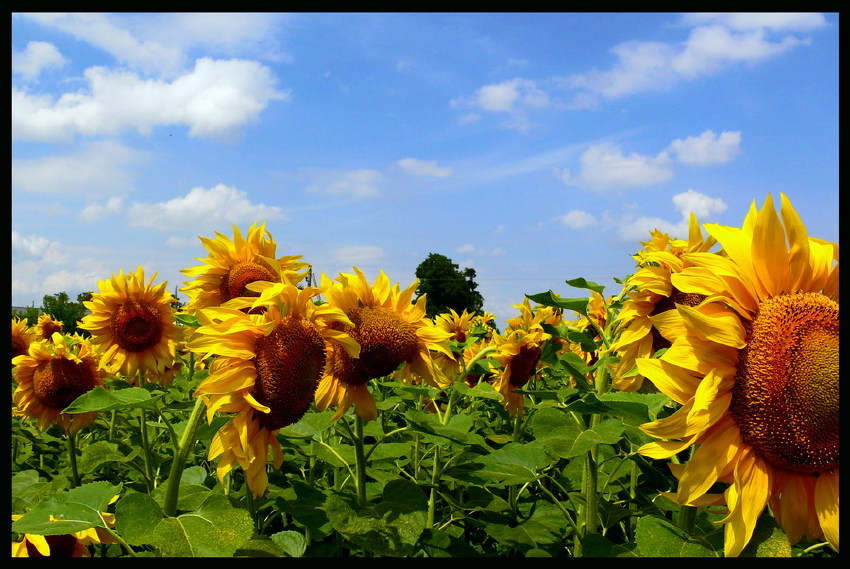 Summer moved on подсолнух, лето