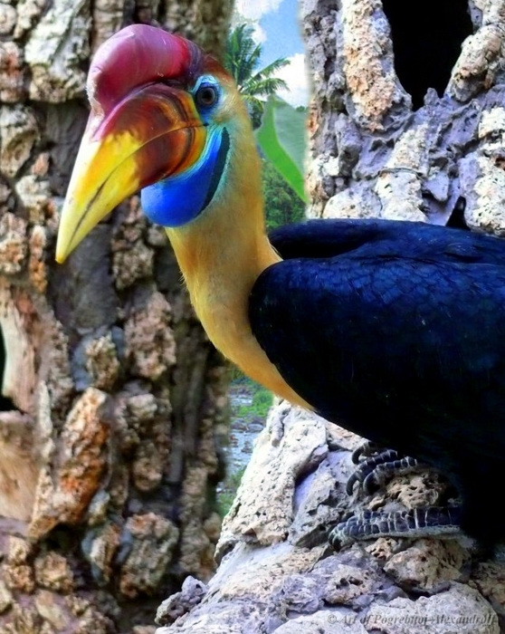 Knobbed Hornbill (Aceros cassidix) животные, птицы, птица-носорог, экзотика