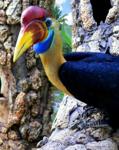 Knobbed Hornbill (Aceros cassidix)