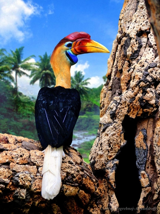 Knobbed Hornbill (Aceros cassidix)