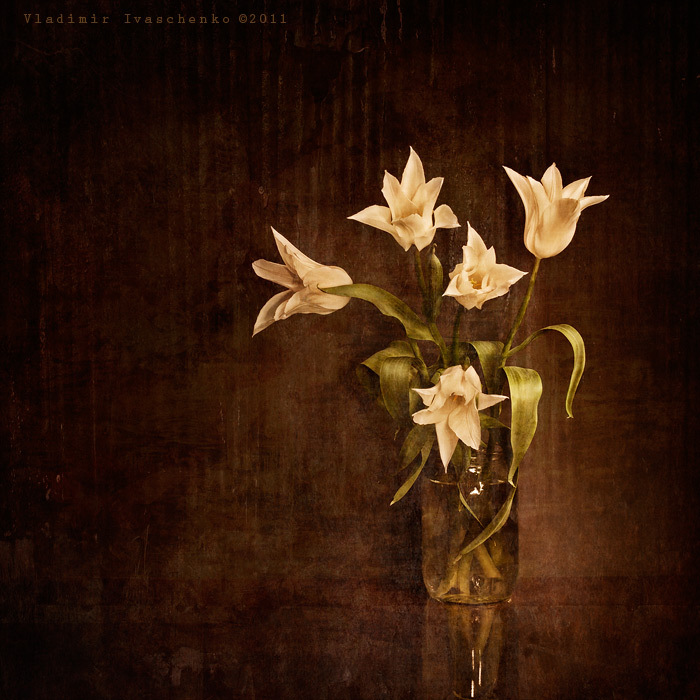tulip тюльпаны