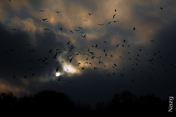 Dark of the Sun