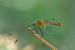 Dragonfly resting
