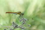 Odonata