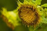 Helianthus