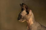 Sphinx