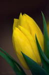 Yellow Tulips