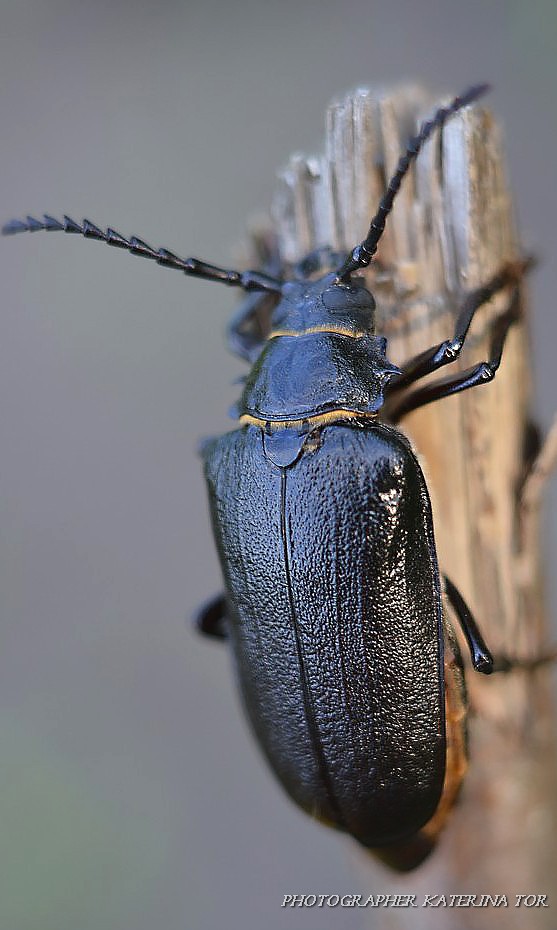 жук усач Prionus coriarius