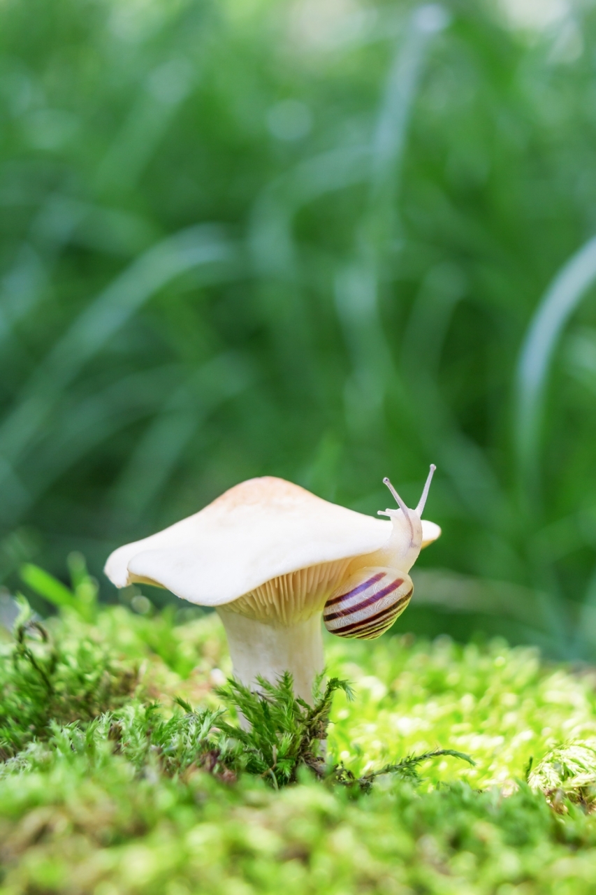 Series "Snail Walk"