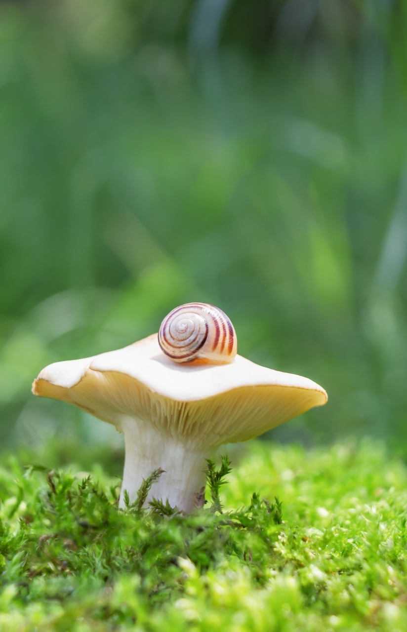 Series "Snail Walk"