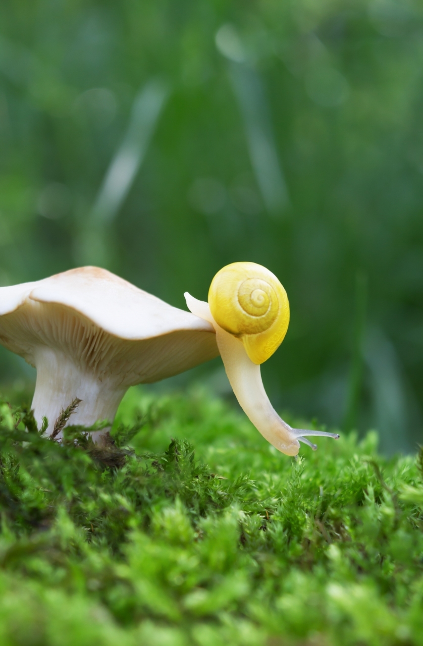 Series "Snail Walk" snail macro close-up wallpaper