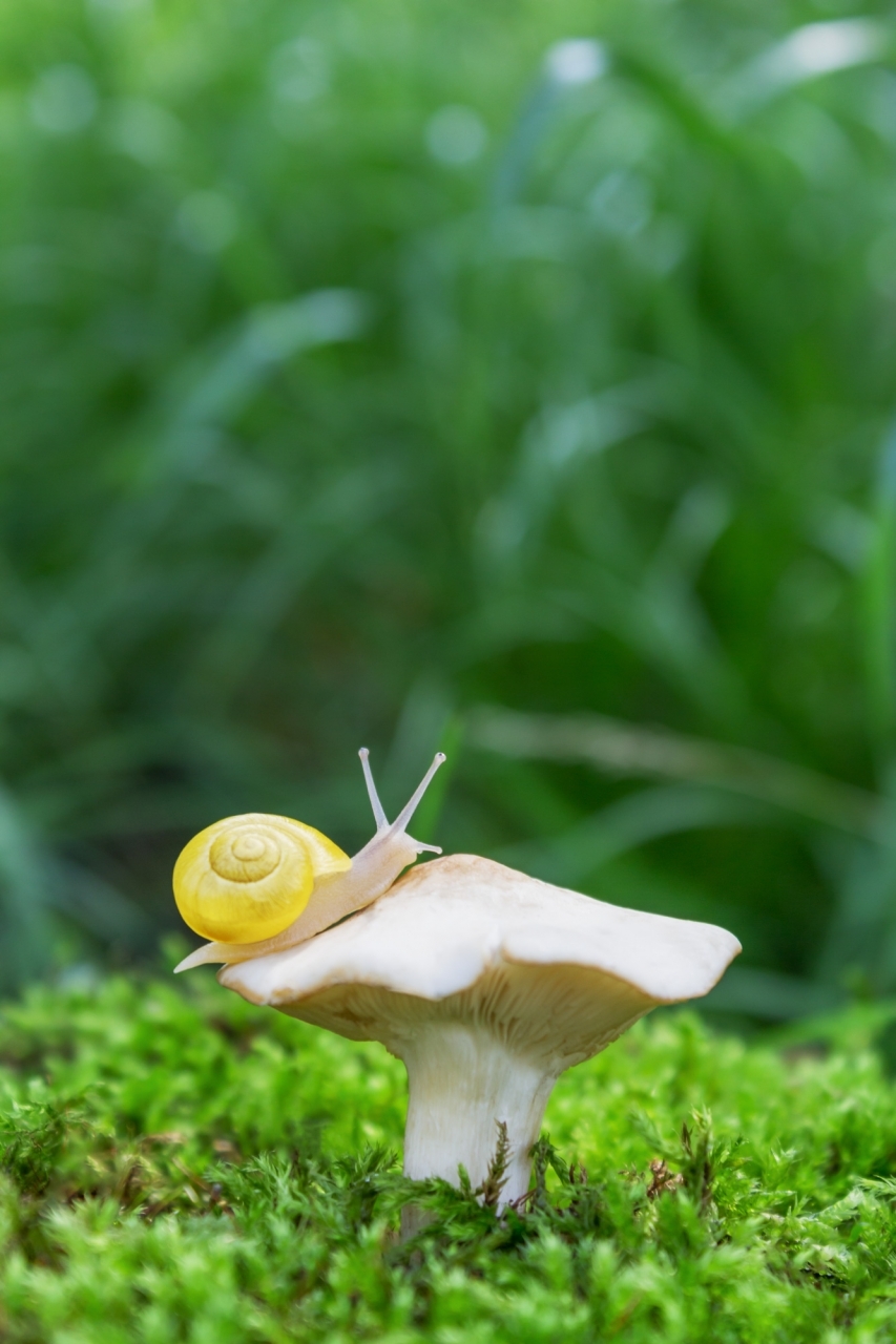 Series "Snail Walk" snail macro close-up nature wall