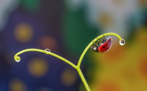 The dream of a ladybug