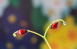 A dream of two ladybugs