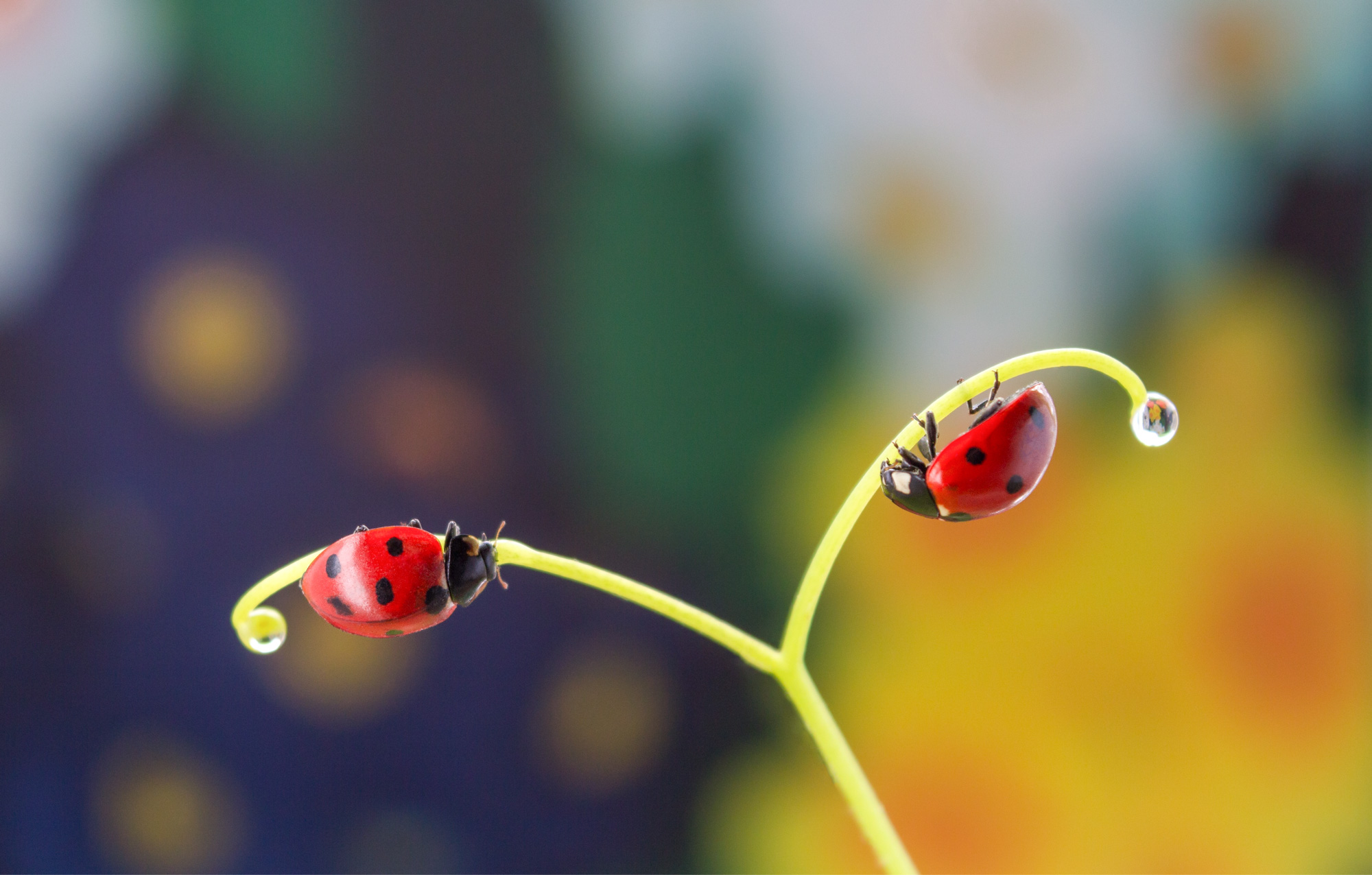 A dream of two ladybugs #macro #nature #ladybug #closeup