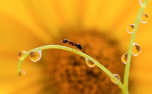 Ant