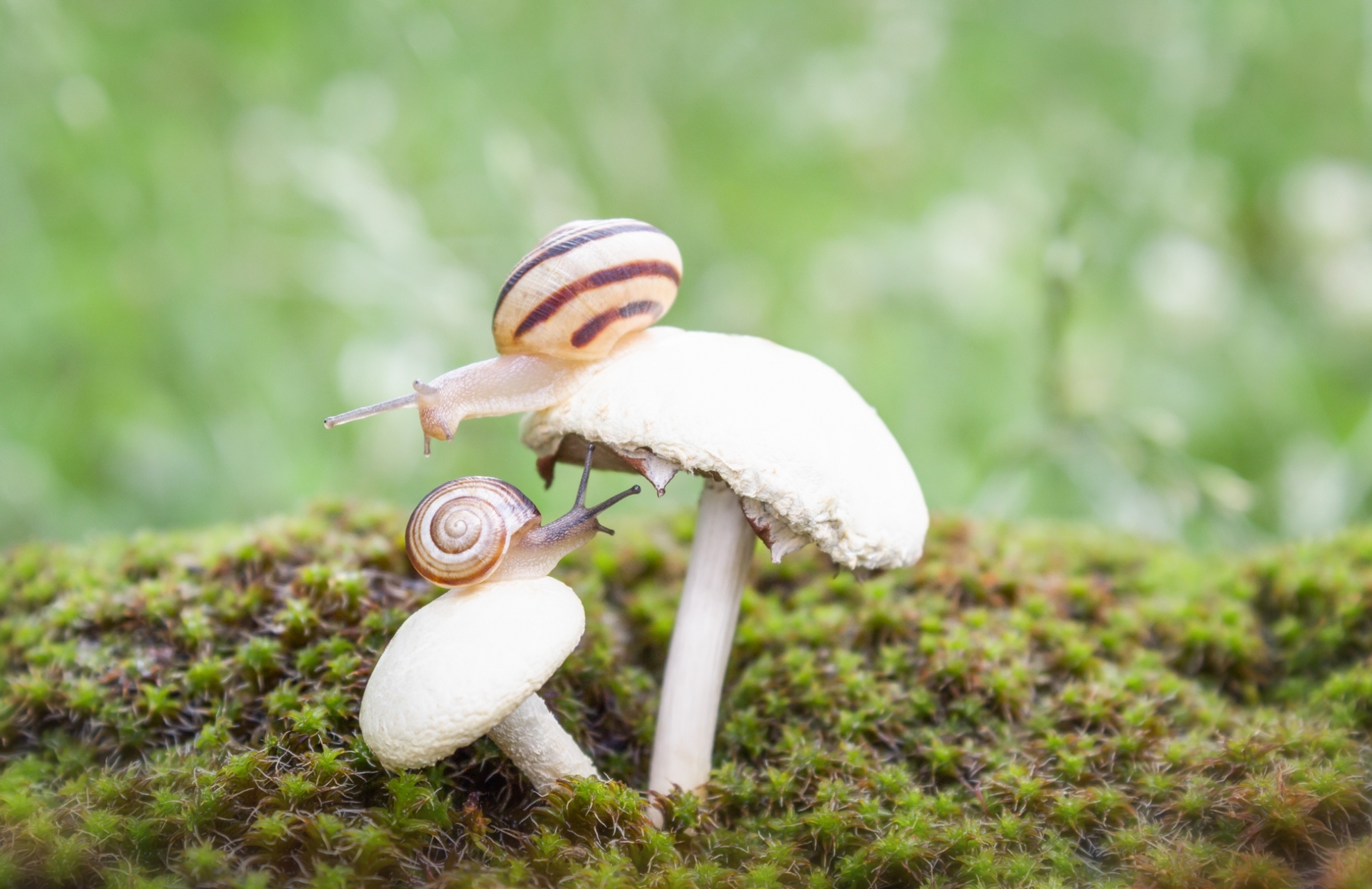 Snail snail macro close-up wallpaper