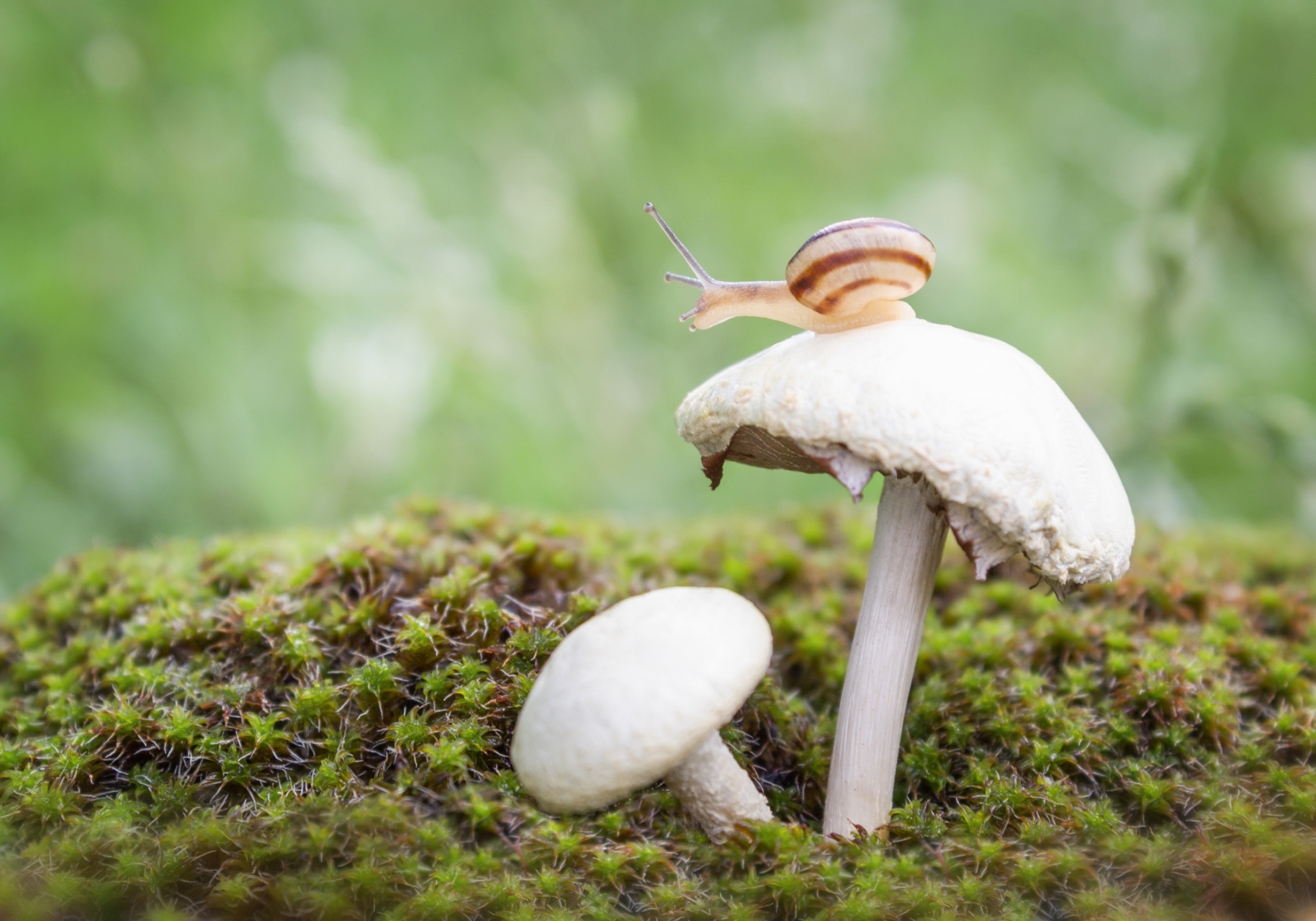 Snail snail macro close-up wallpaper