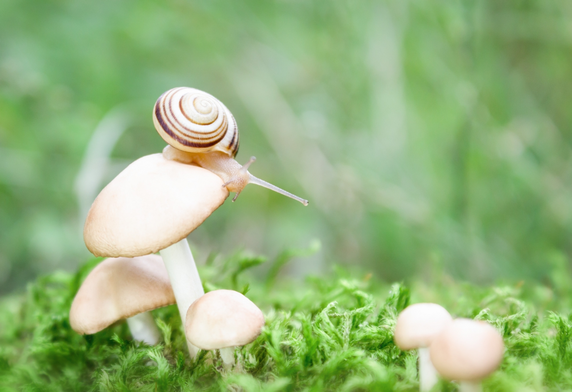 Snail #snail #macro #nature #wildlife , #snail #macro #nature #wildlife