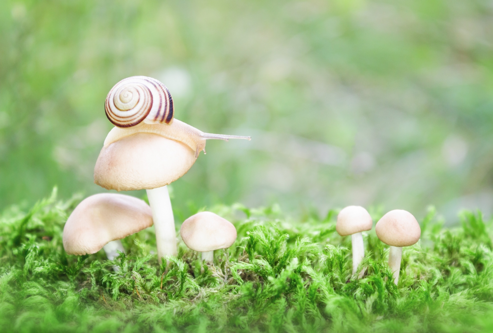 Snail