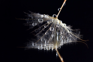 series "Tears"