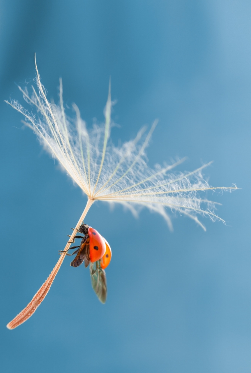 #ladybug #dandelion #macro #macr