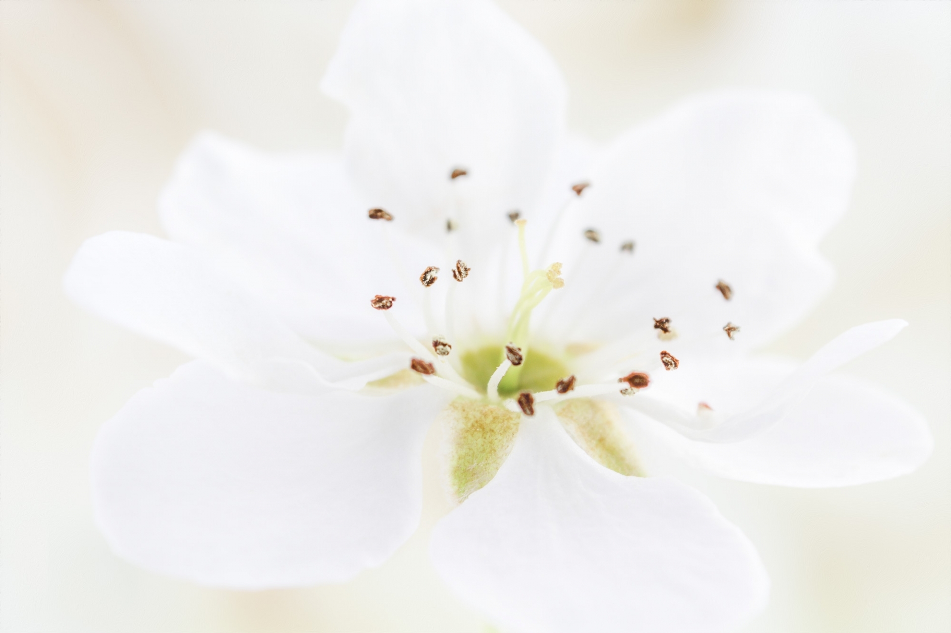 Series "Tenderness of spring" flowers macro close-up wallpaper