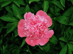 Pink bomb