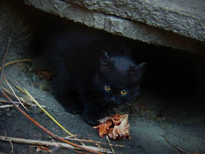 Чёрный котёнок черный котенок, черный кот, черная кошка, кошика, кошечка, котенко, кот