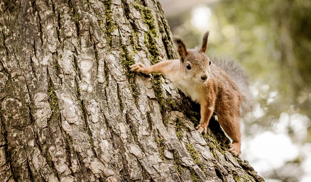 Squirrel
