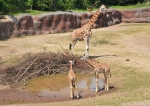 Happy world giraffe day!