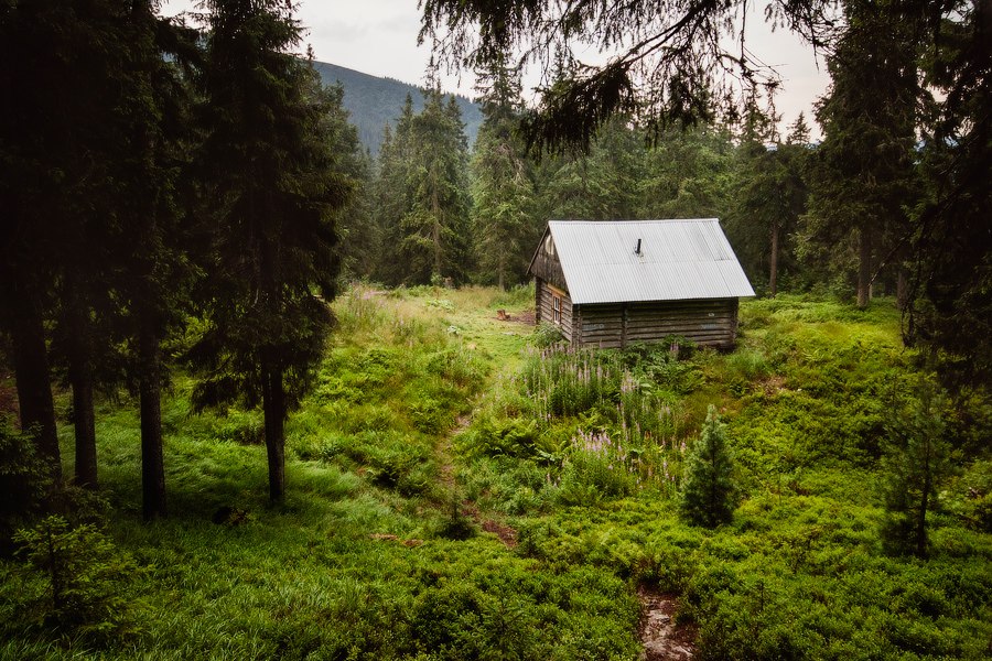 Хижина в лесу. Лачуга в лесу. Халупа в лесу. Карпаты дом в лесу старый.