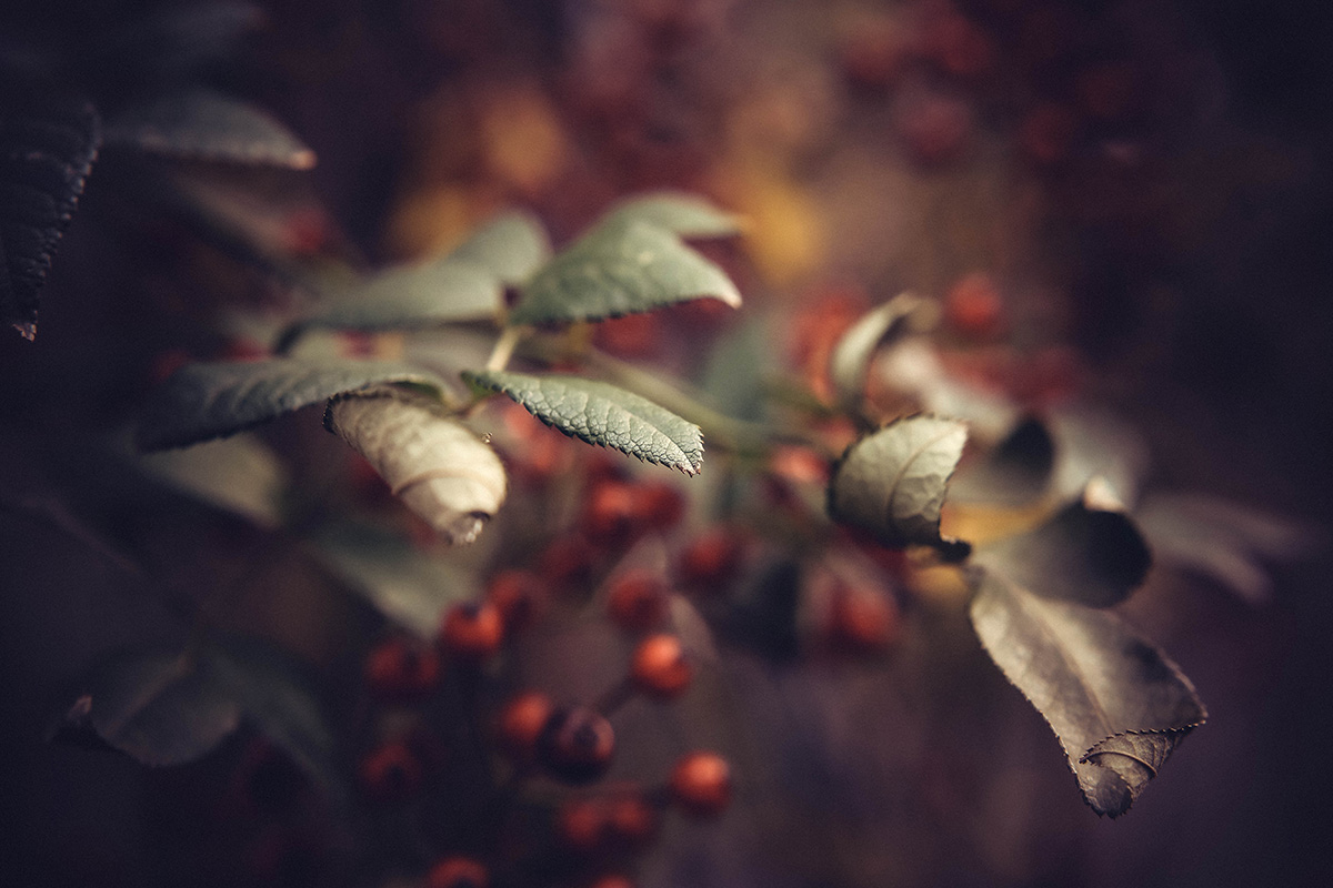 Autumn. November autumn. november