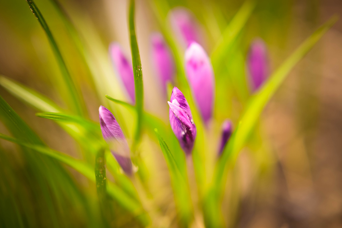 Spring