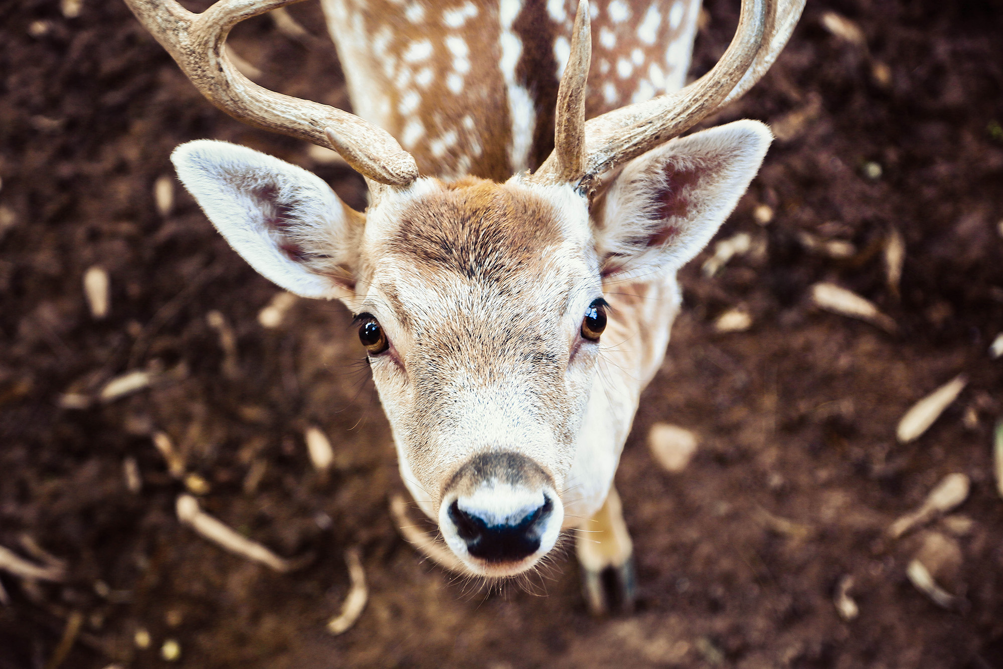 deer олень, deer, портрет оленя, рогатый, звери рогатые, олень крупным планом