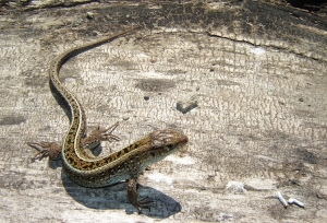 lacerta agilis