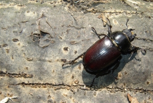 lucanus cervus