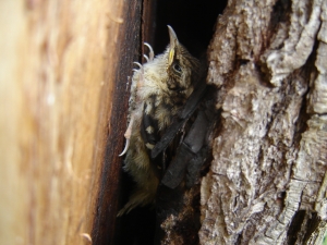certhia familiaris