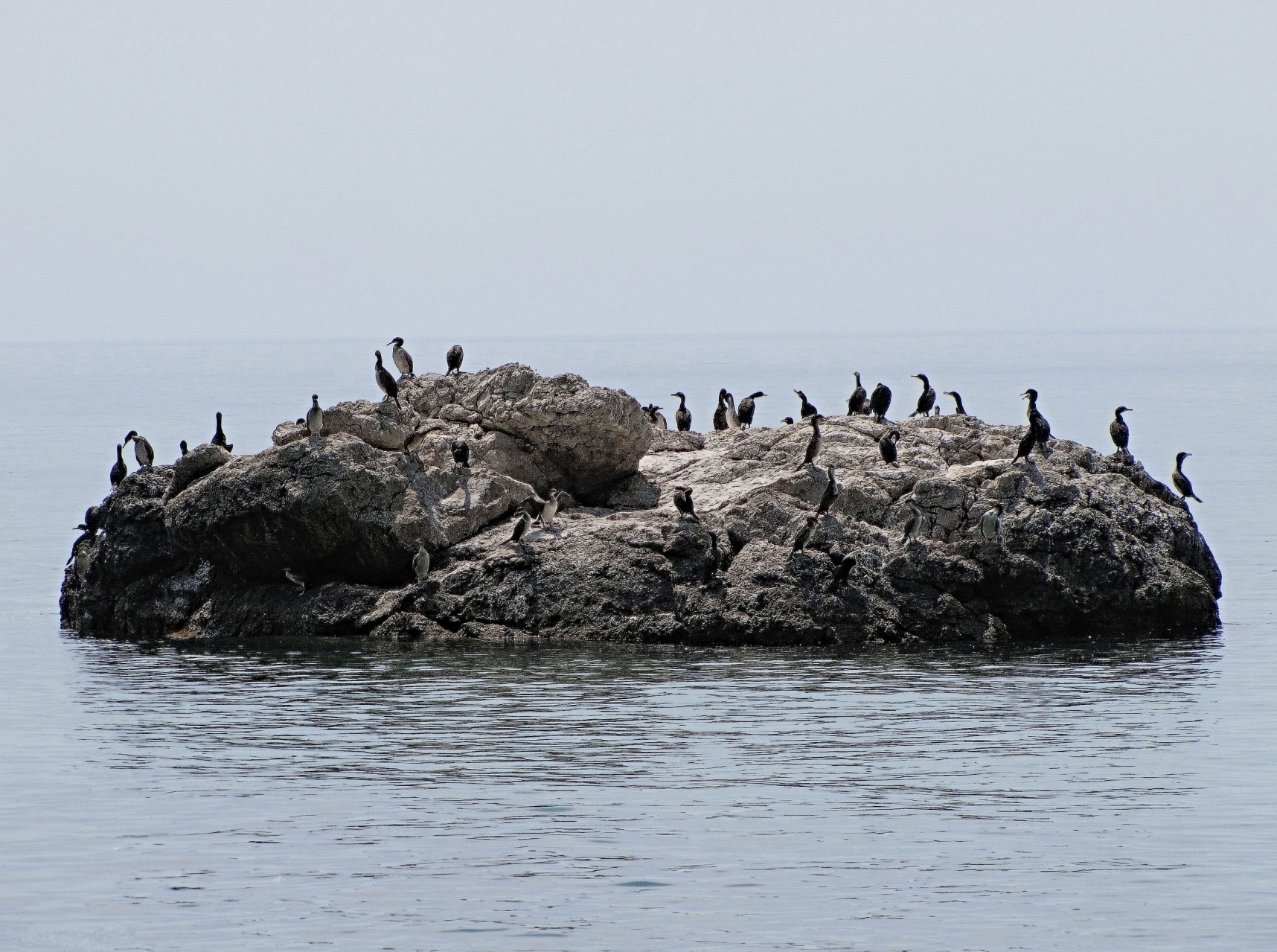 together скеля, птахи, море, баклан