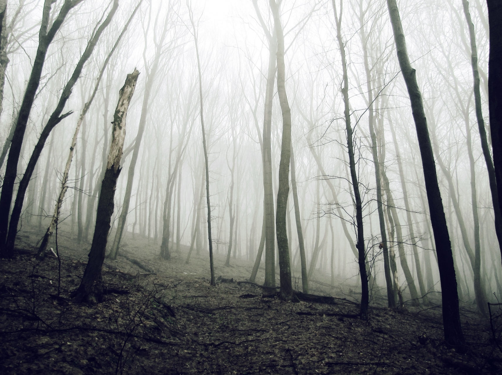 misty forest дерева, ліс, туман