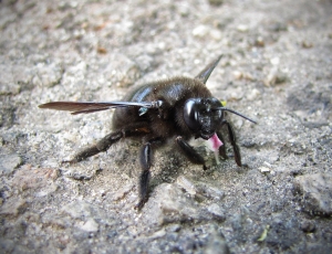 xylocopa sp.