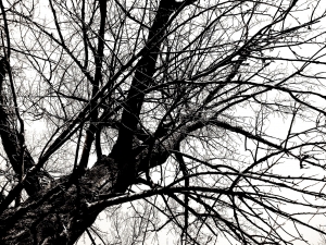 cobweb