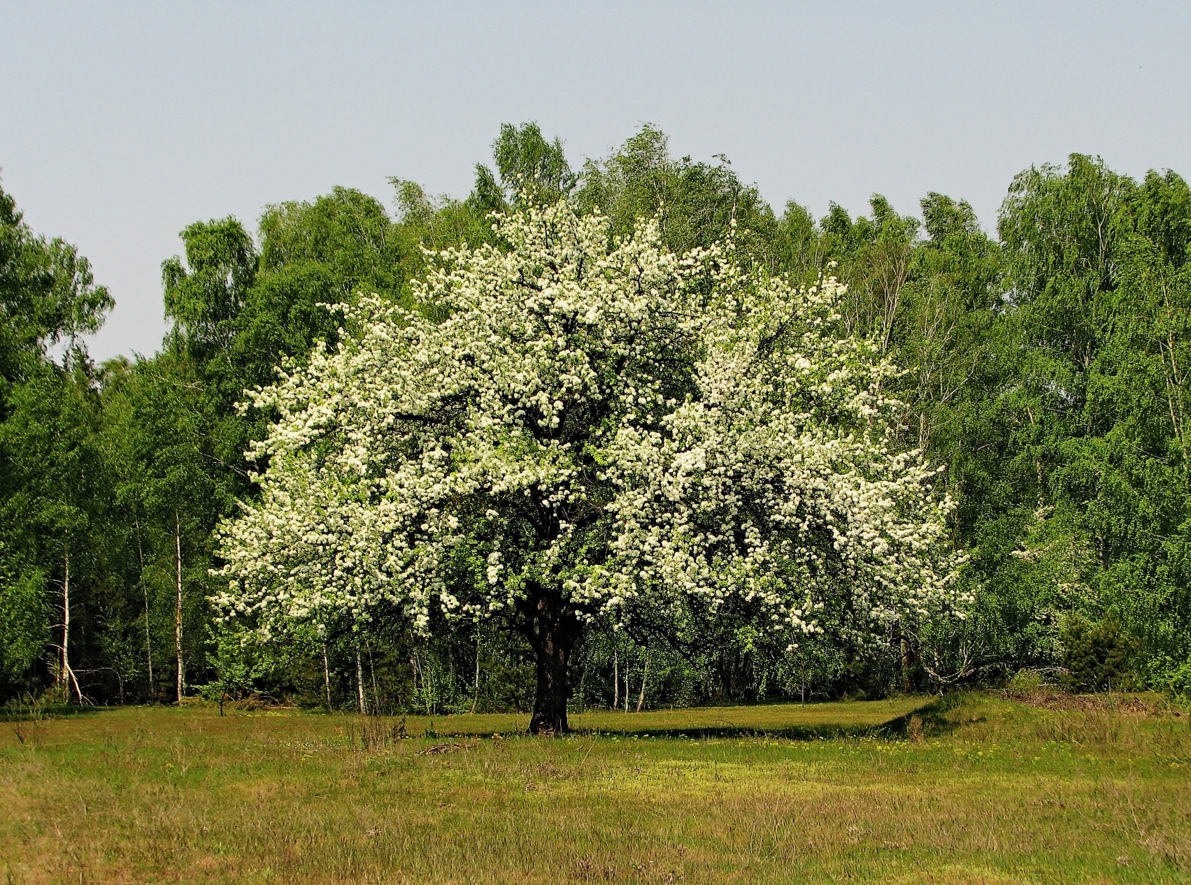 spring весна, дерево