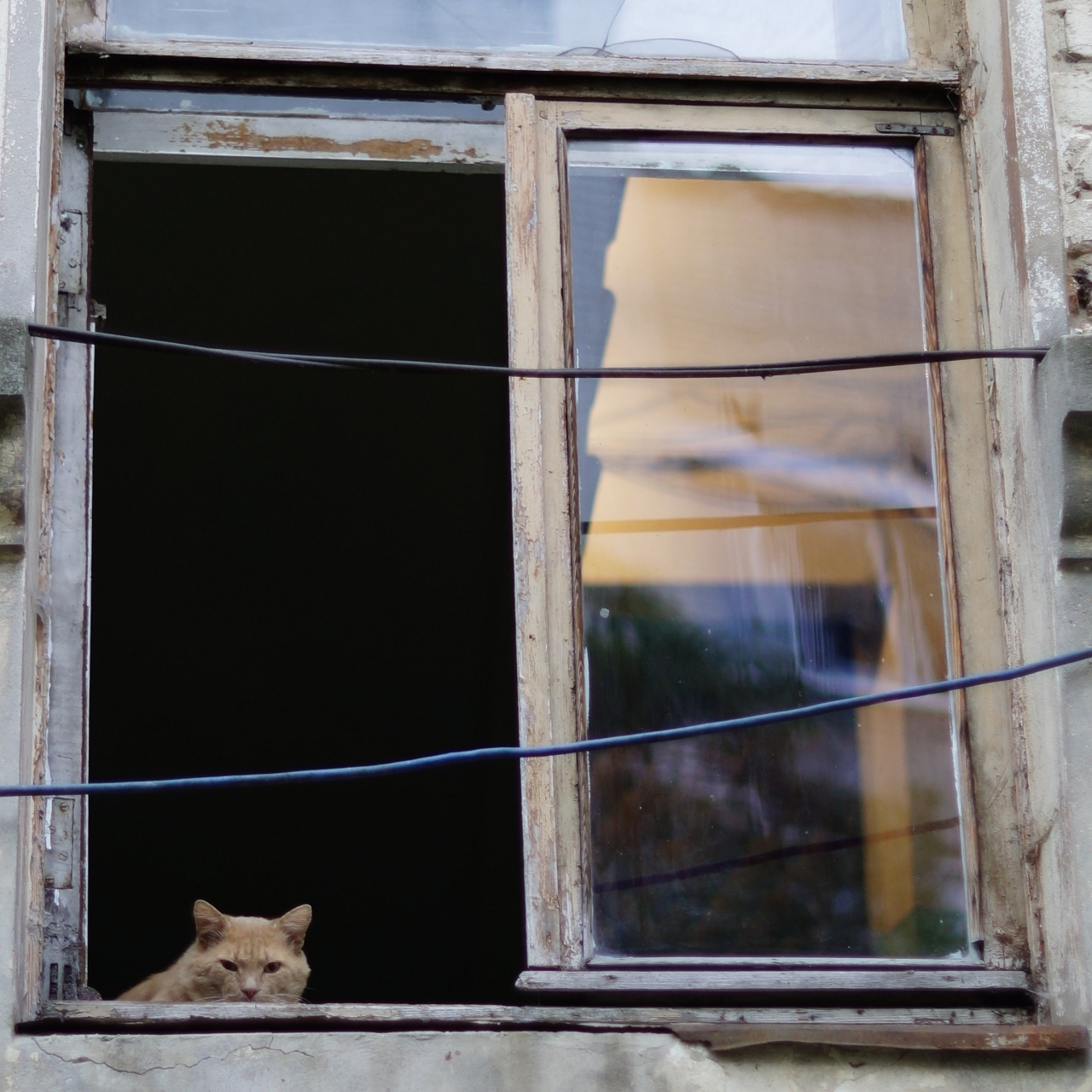 Кот на подоконнике